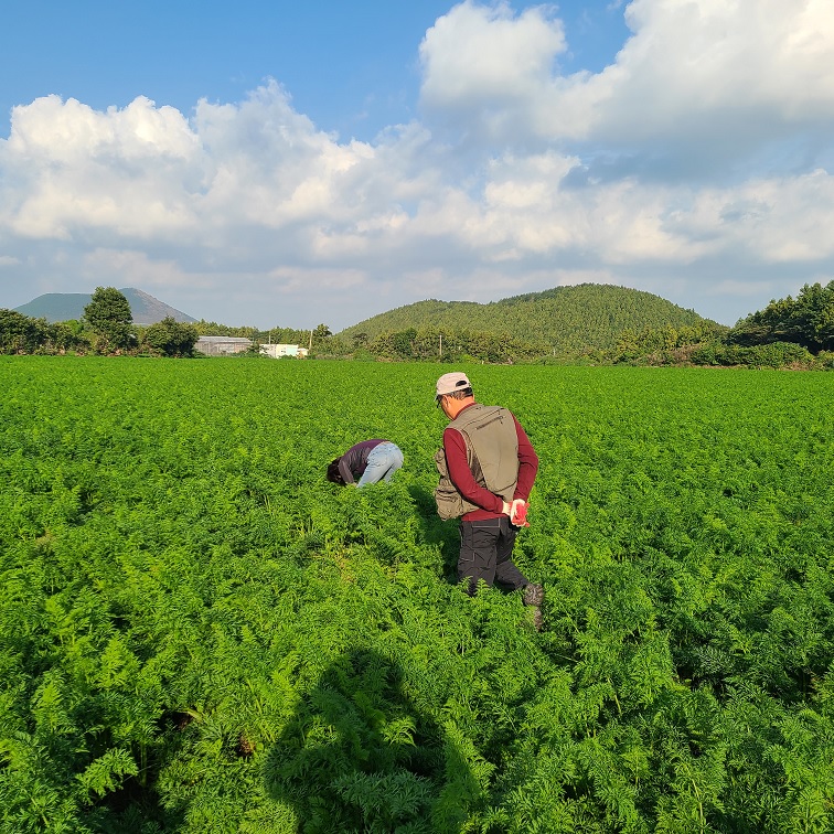 제주 유기농 흙당근 특/상/중 혼합