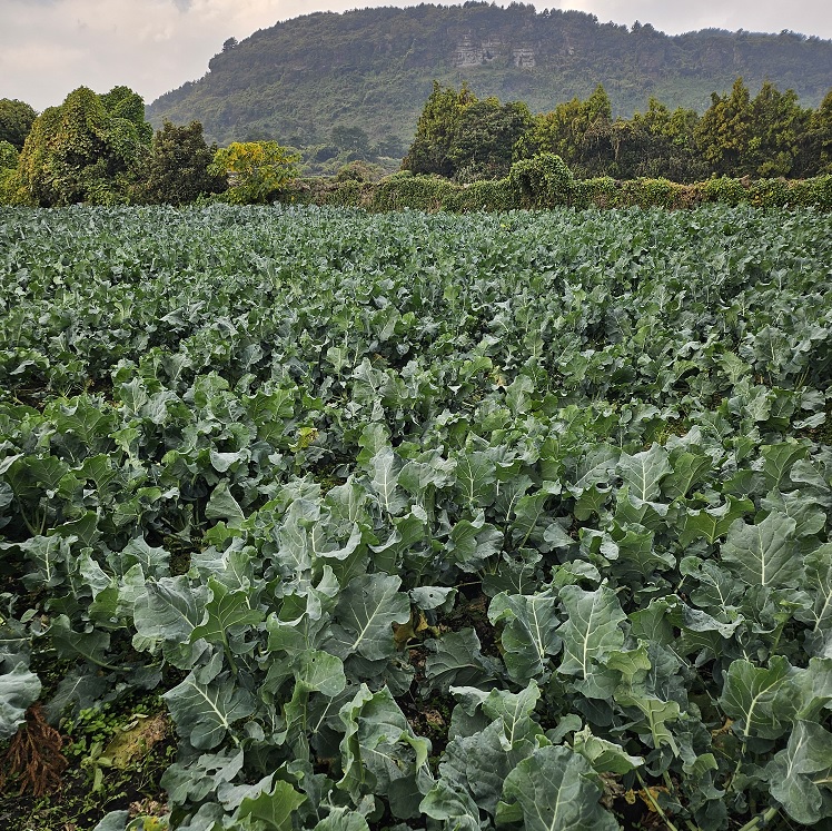 제주 유기농 브로콜리 2Kg, 3Kg + 친환경 채소 꾸러미