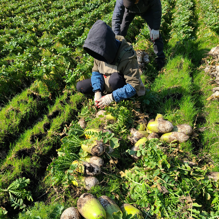 제주 무농약 월동무 5Kg, 10Kg