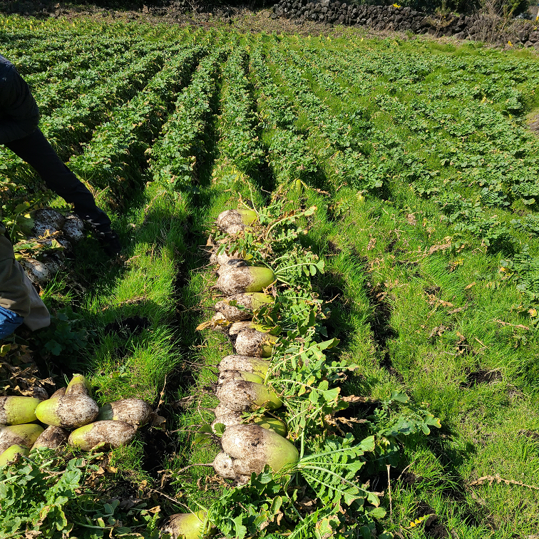 제주 무농약 월동무 5Kg, 10Kg