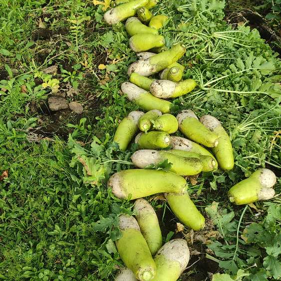 제주 무농약 월동무 5Kg, 10Kg