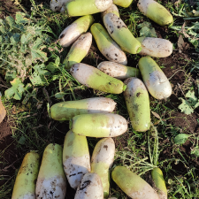 제주 무농약 월동무 5Kg, 10Kg