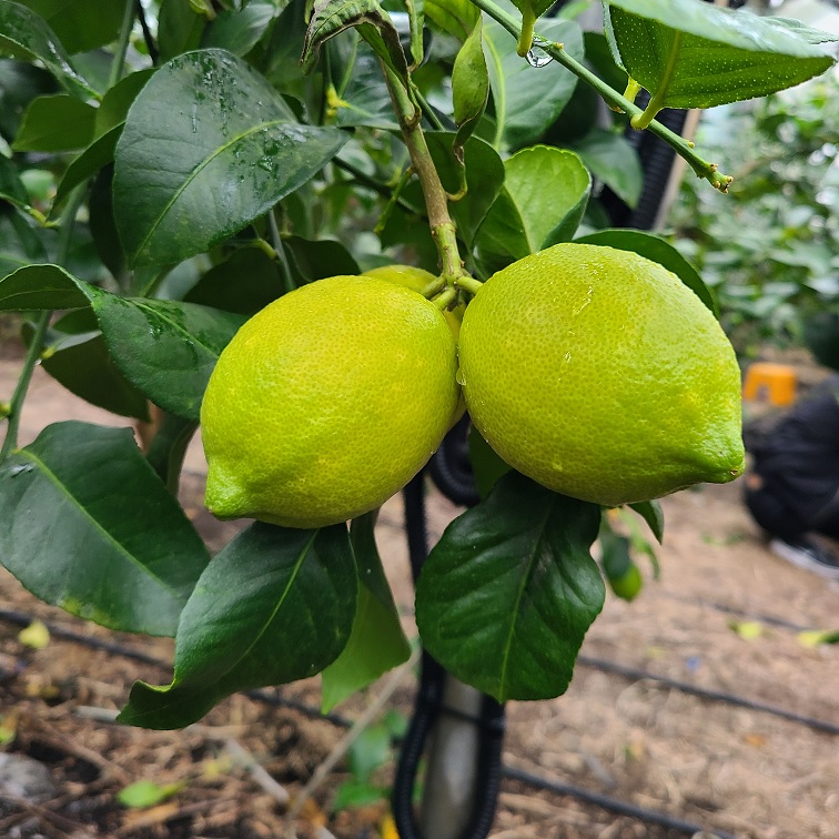 제주 레몬 제라몬