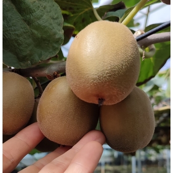 제주 레드키위 중대과 혼합 3Kg, 5Kg