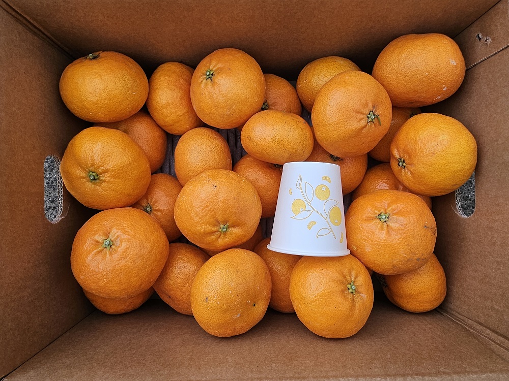 달콤한 고당도 무농약 한라봉 및 레드향 선물세트 및 가정용 벌크포장