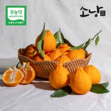 달콤한 고당도 무농약 한라봉 및 레드향  벌크포장