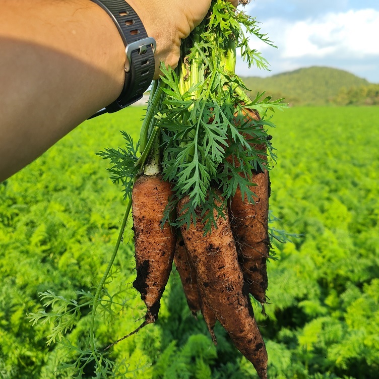 제주 유기농 당근 즙용 5Kg, 10Kg