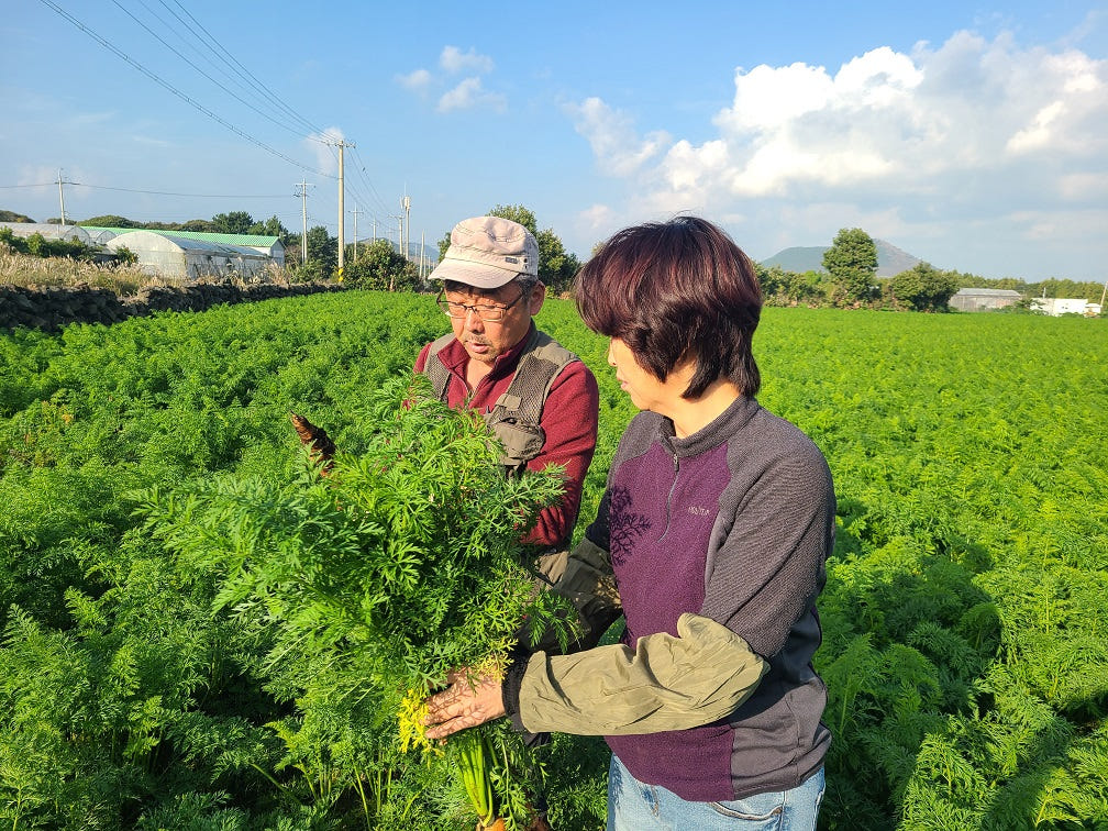 제주 유기농 당근 즙용 5Kg, 10Kg