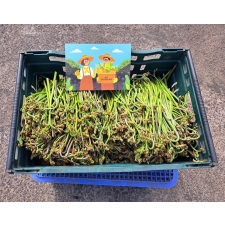 제주 자연산 건 고사리