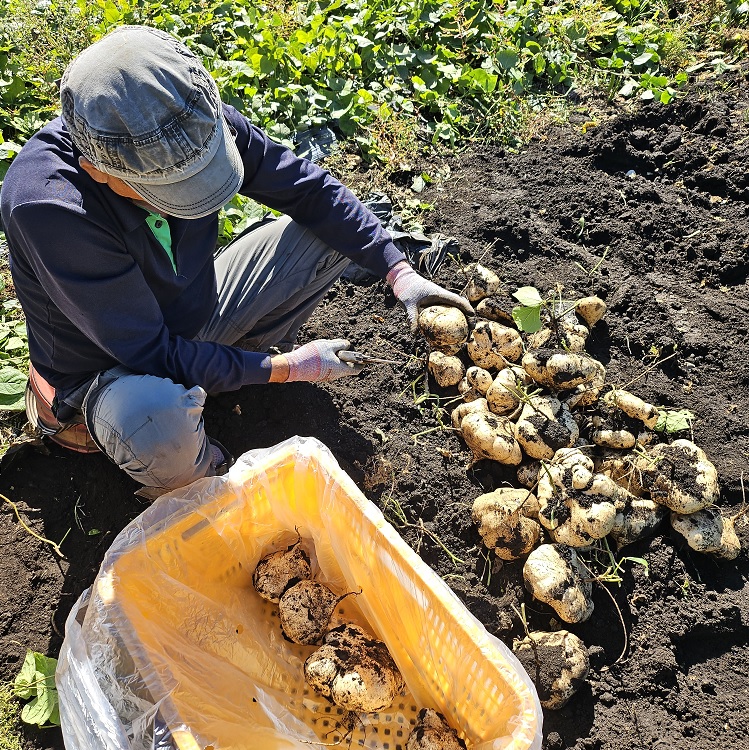 아삭 달달한 제주 히카마 3Kg, 5Kg
