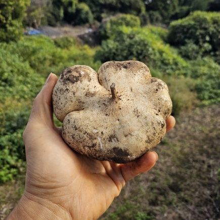 아삭 달달한 제주 히카마 3Kg, 5Kg
